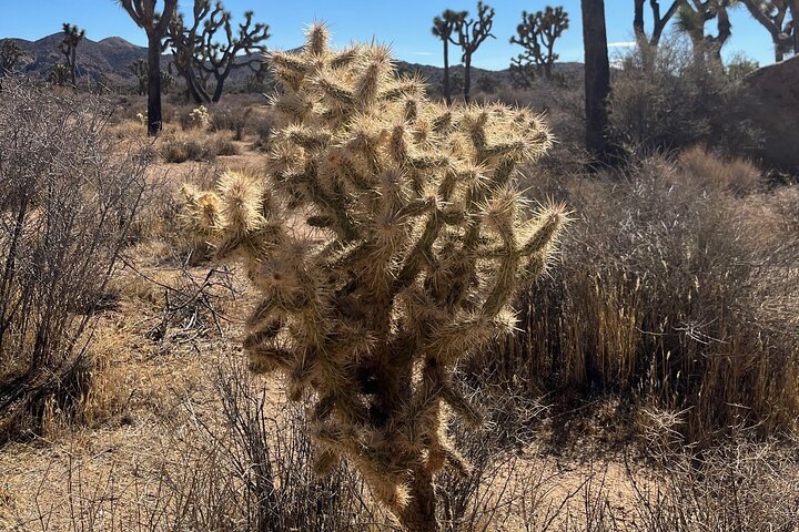 Private Sightseeing Adventure Tour of Joshua Tree National Park