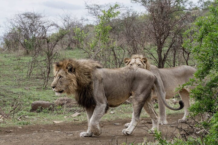Six On Safari to Hluhluwe Imfolozi Game Reserve
