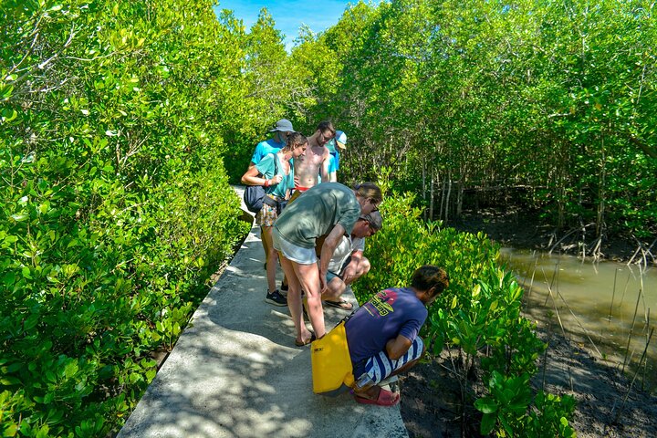 Koh Lanta Mangrove and Monkey Point Longtail Boat Tour