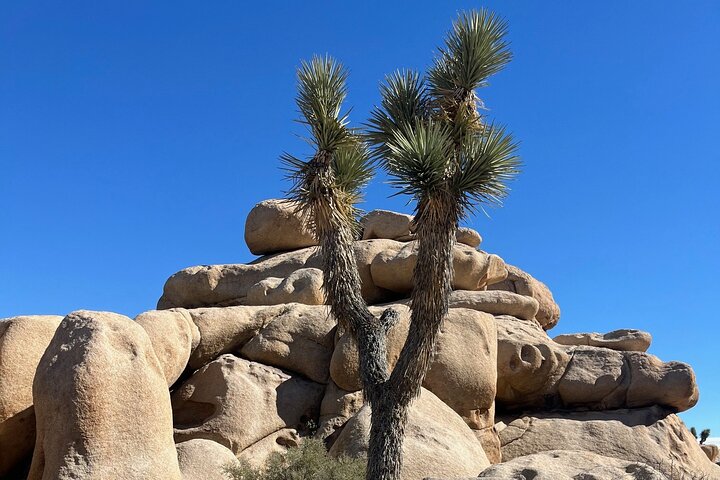Joshua Tree National Park Sightseeing Adventure Tour