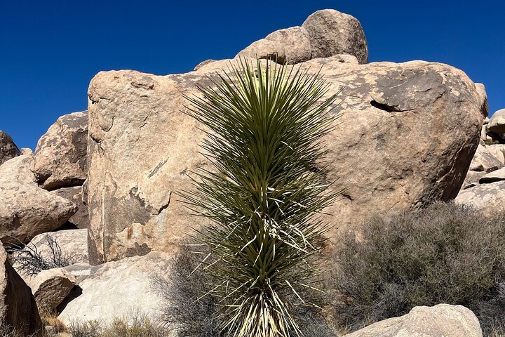 Joshua Tree National Park Sightseeing Adventure Tour