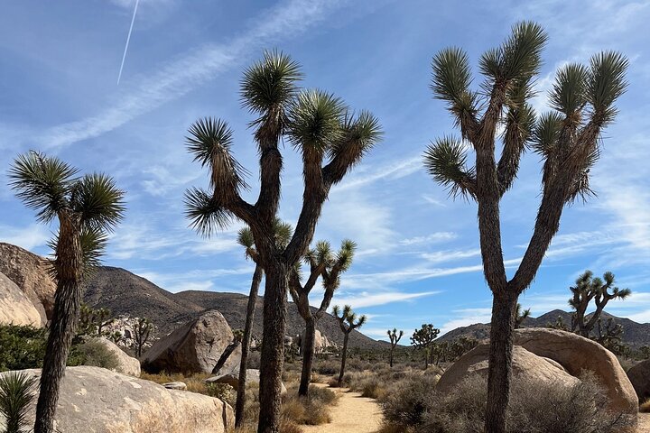 Joshua Tree National Park Sightseeing Adventure Tour