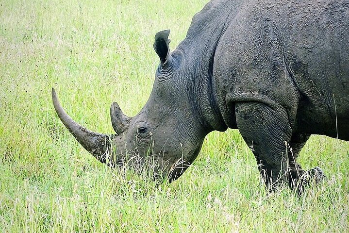 Half Day Giraffe Center,Baby Elephant&Karen Blixxen Guided Tour