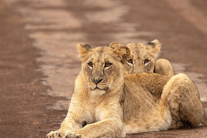 Half Day Giraffe Center,Baby Elephant&Karen Blixxen Guided Tour