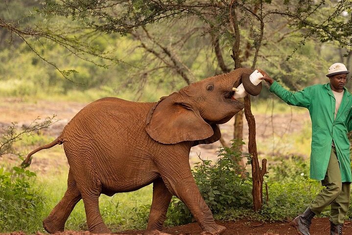 Half Day Giraffe Center,Baby Elephant&Karen Blixxen Guided Tour