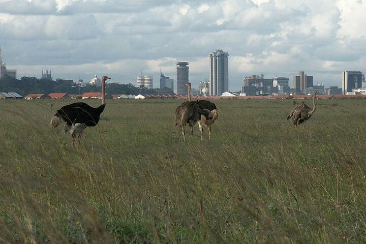 Half Day Giraffe Center,Baby Elephant&Karen Blixxen Guided Tour