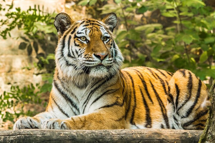 Ranthambore - Sharing Tiger Safari In Canter Or Gypsy Vehicle