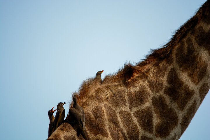 From Arusha: Safari 1 Day Trip to Arusha National Park