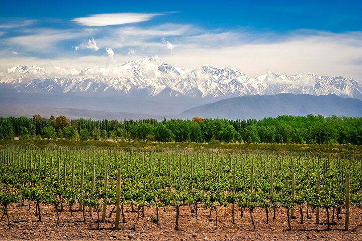Salentein (Uco Valley) + 2 wineries with lunch included