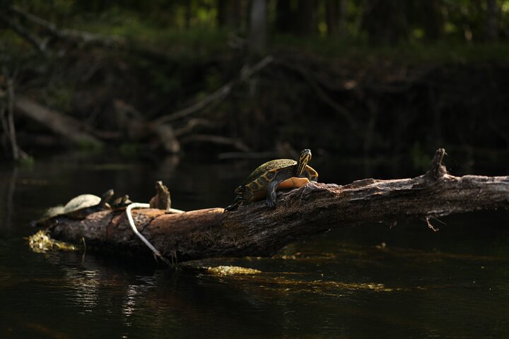 2 Hour Glass Bottom Guided Kayak Eco Tour in Gilchrist Blue