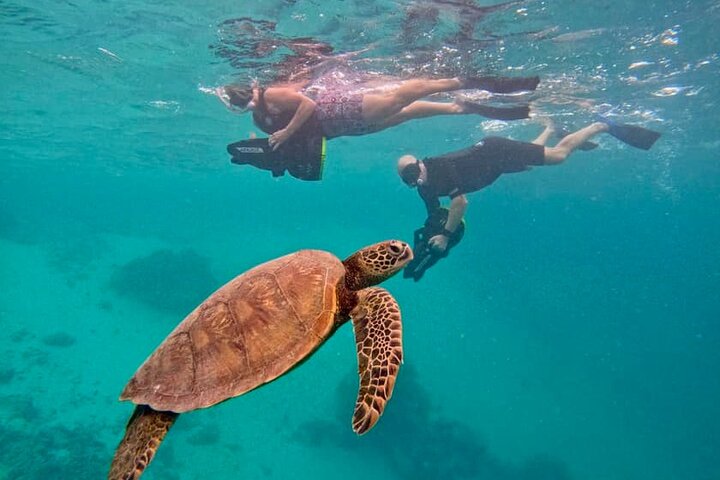 Eco Friendly Sea Scooter Turtle Tour in Rarotonga