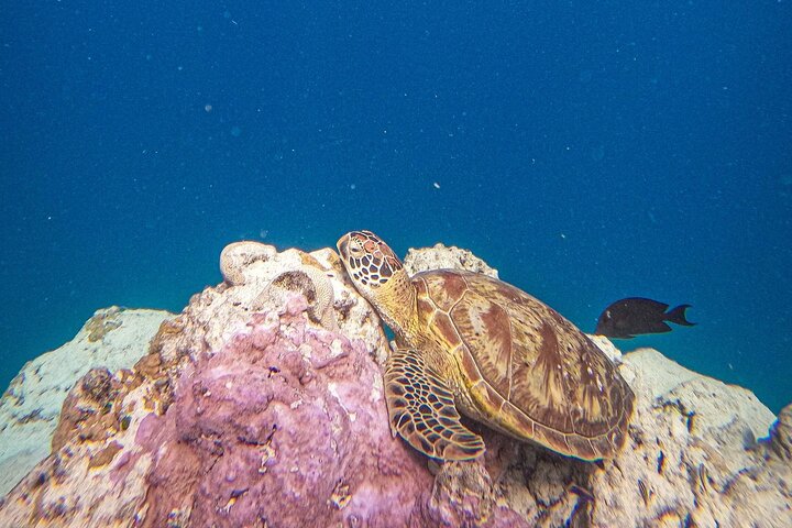 Eco Friendly Sea Scooter Turtle Tour in Rarotonga