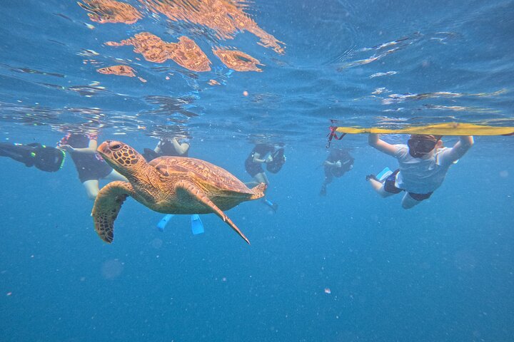 Eco Friendly Sea Scooter Turtle Tour in Rarotonga