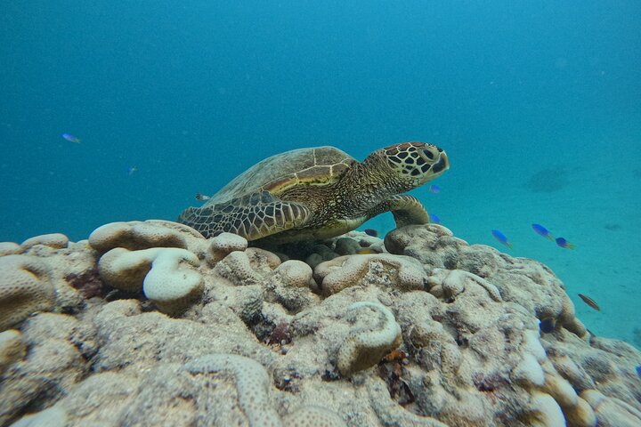 Eco Friendly Sea Scooter Turtle Tour in Rarotonga