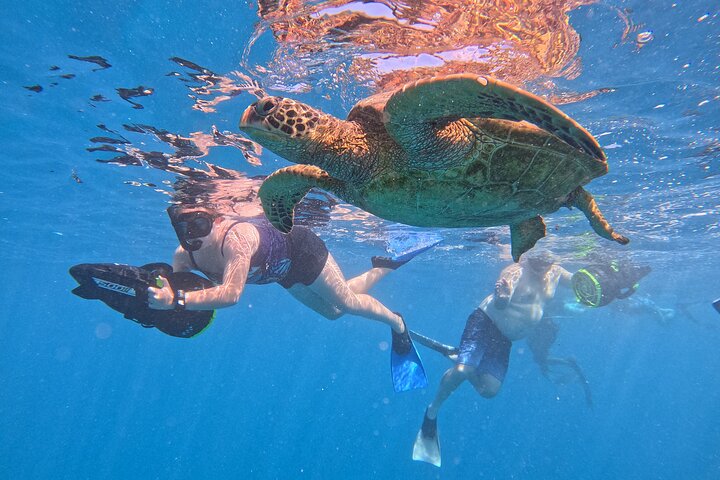 Eco Friendly Sea Scooter Turtle Tour in Rarotonga