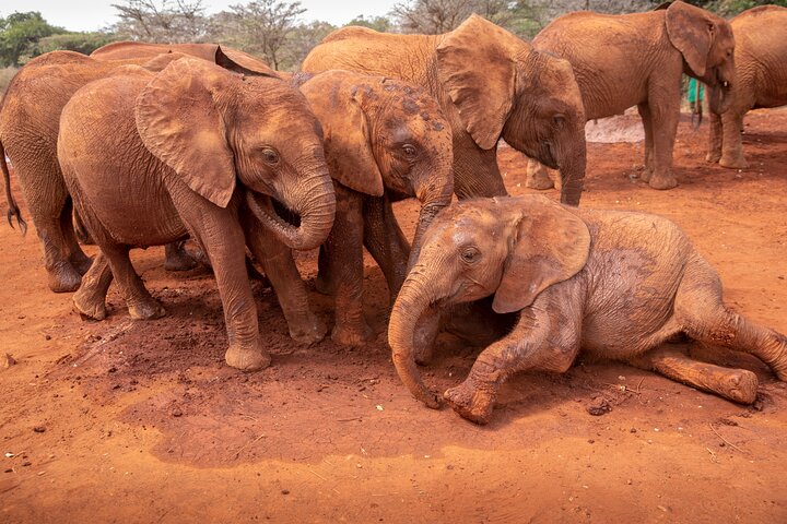 Nairobi National Park, Elephant Orphanage and Giraffe Centre