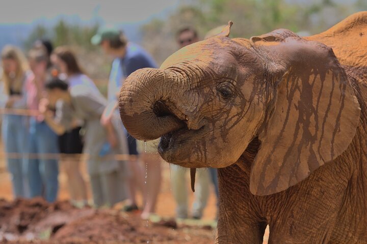 Nairobi National Park, Elephant Orphanage and Giraffe Centre