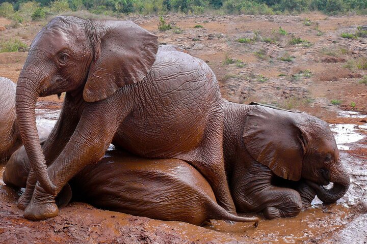 Nairobi National Park, Elephant Orphanage and Giraffe Centre