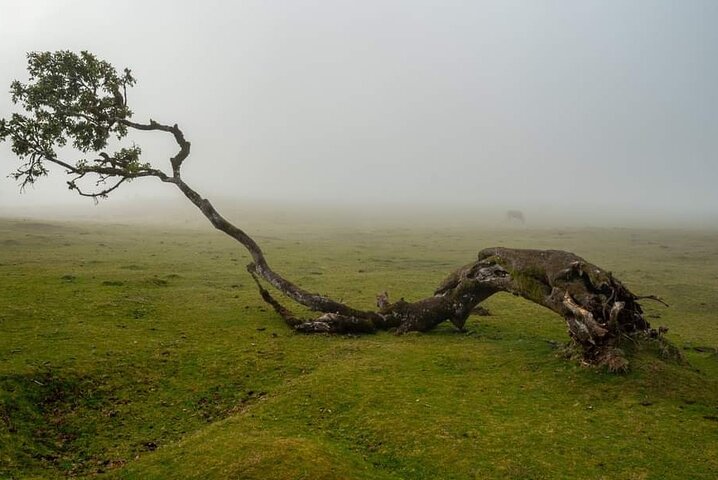 Private Madeira Island Tour: The Most Complete 8-Hour Experience