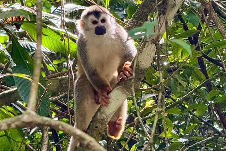 Manuel Antonio National Park : Guided tour with TICKET INCLUDED