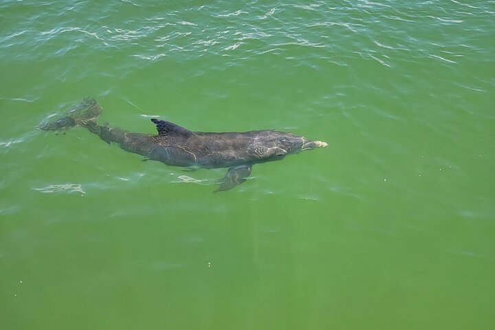 Fort Myers Beach Sunset and Dolphin Watching Cruise