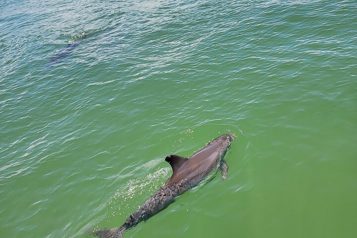 Fort Myers Beach Sunset and Dolphin Watching Cruise