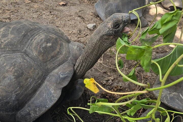 Half day Curieuse and St Pierre island Seychelles