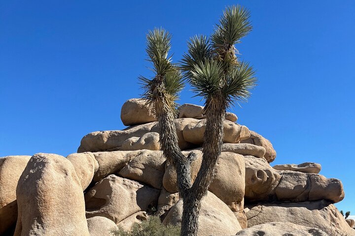 Joshua Tree National Park Sightseeing Adventure Tour
