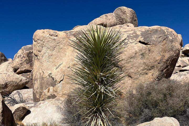 Joshua Tree National Park Sightseeing Adventure Tour