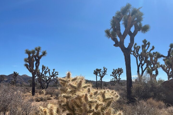 Joshua Tree National Park Sightseeing Adventure Tour
