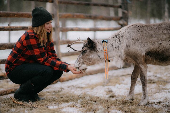 Reindeer Husbandry with Snowmobile Sleigh Ride and Cabin Lunch