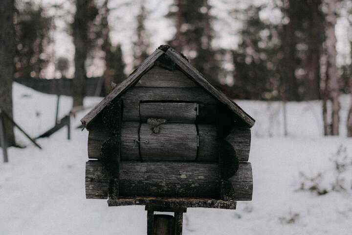 Reindeer Husbandry with Snowmobile Sleigh Ride and Cabin Lunch