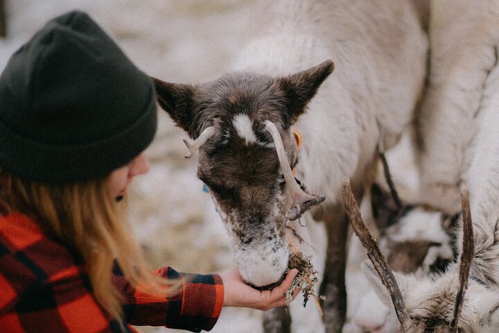 Reindeer Husbandry with Snowmobile Sleigh Ride and Cabin Lunch