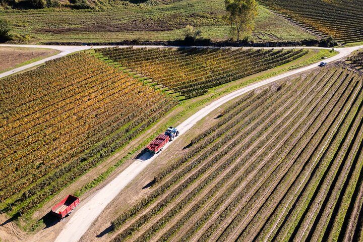 Langhe Wine Tasting and Traditional Lunch