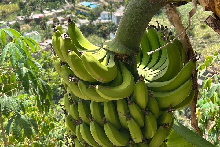 Santo Antão Day Trip by Car – Explore Island Highlights