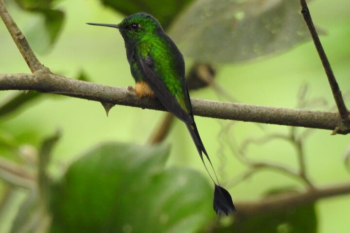 Full-Day Mindo Cloud Forest Tour Birdwatching Waterfalls and Hike