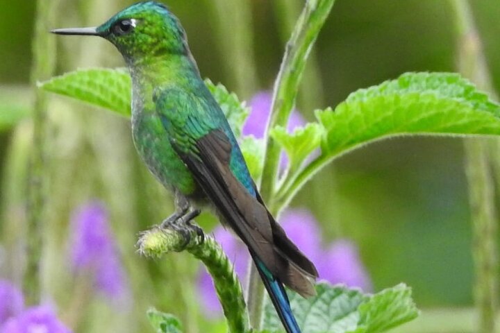 Full-Day Mindo Cloud Forest Tour Birdwatching Waterfalls and Hike