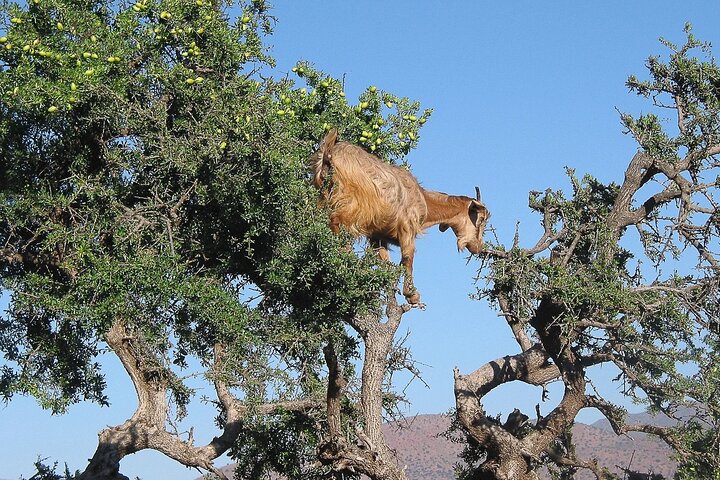 Sunrise Goats in Argan Trees & Agadir Souk Tour