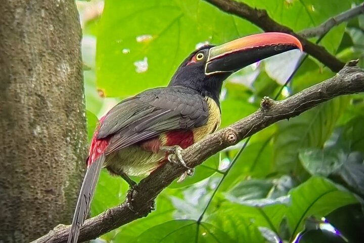 Manuel Antonio National Park : Guided tour with TICKET INCLUDED