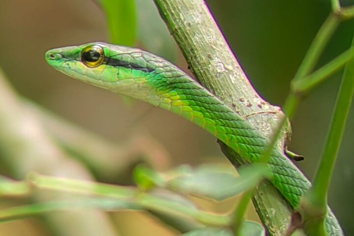 Manuel Antonio National Park : Guided tour with TICKET INCLUDED