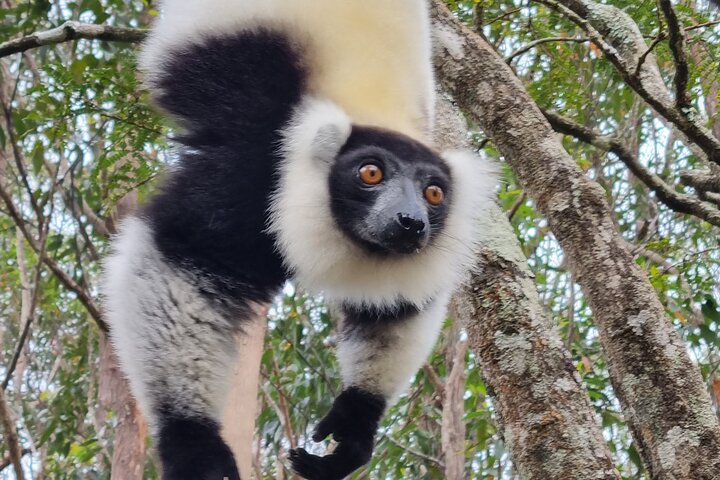 3 Days Visit of Andasibe National Park in Madagascar