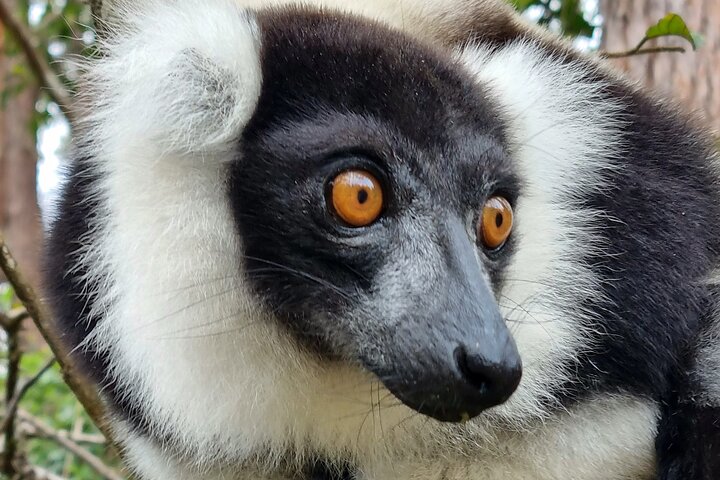 3 Days Visit of Andasibe National Park in Madagascar