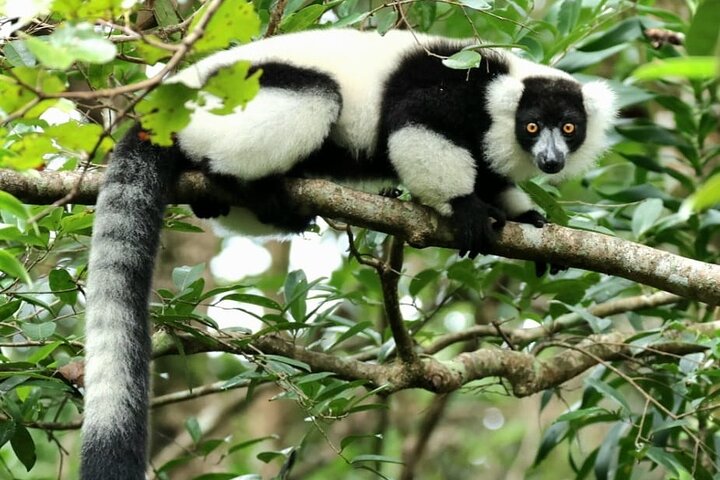 3 Days Visit of Andasibe National Park in Madagascar