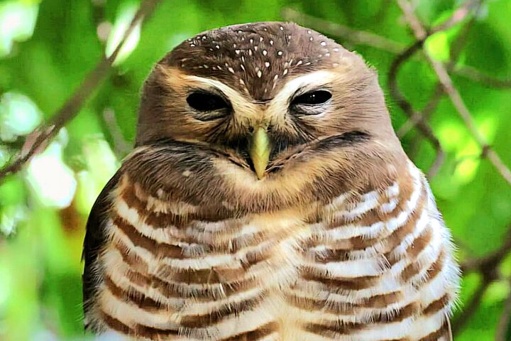 3 Days Visit of Andasibe National Park in Madagascar