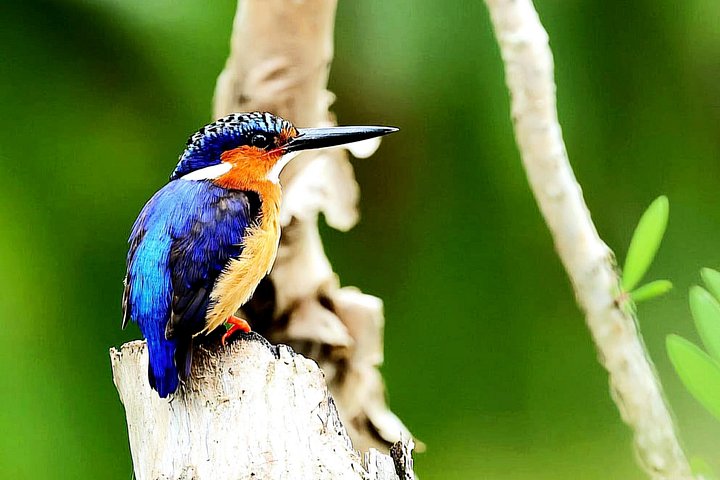 3 Days Visit of Andasibe National Park in Madagascar