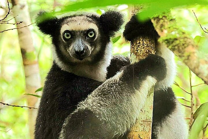3 Days Visit of Andasibe National Park in Madagascar