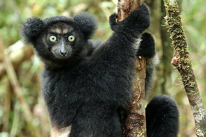 3 Days Visit of Andasibe National Park in Madagascar