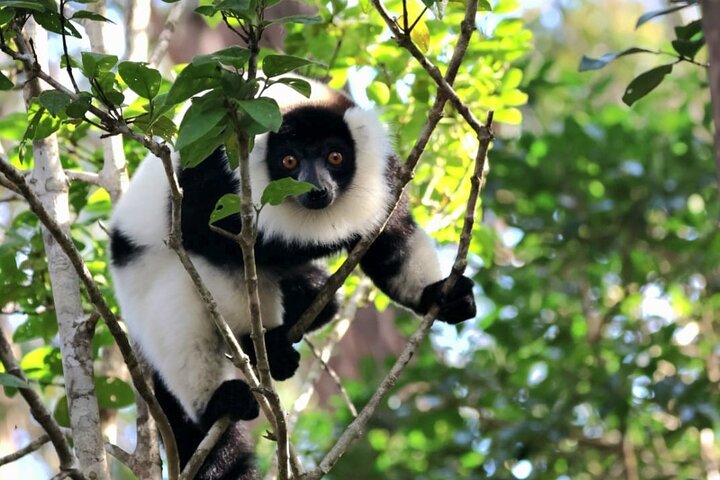 3 Days Visit of Andasibe National Park in Madagascar