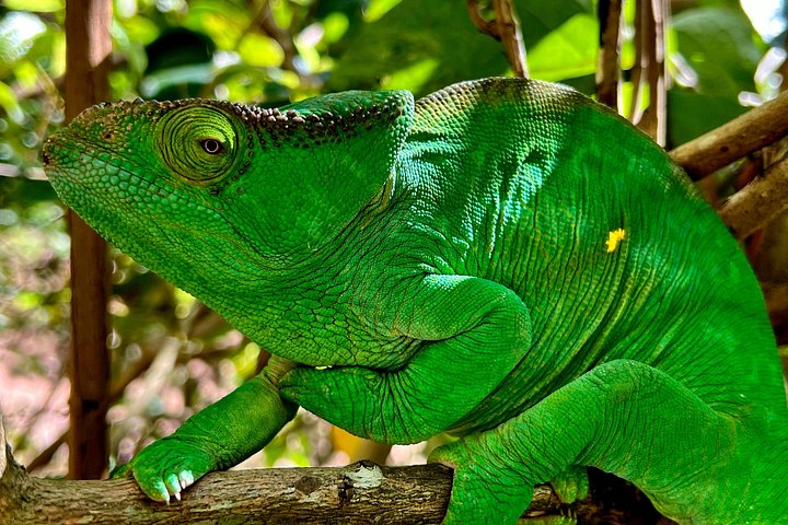 3 Days Visit of Andasibe National Park in Madagascar