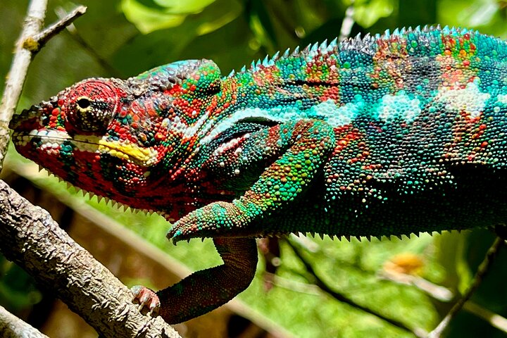 3 Days Visit of Andasibe National Park in Madagascar